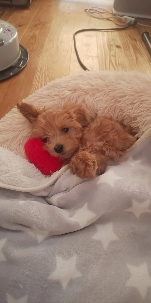 初めましてプリンスです。