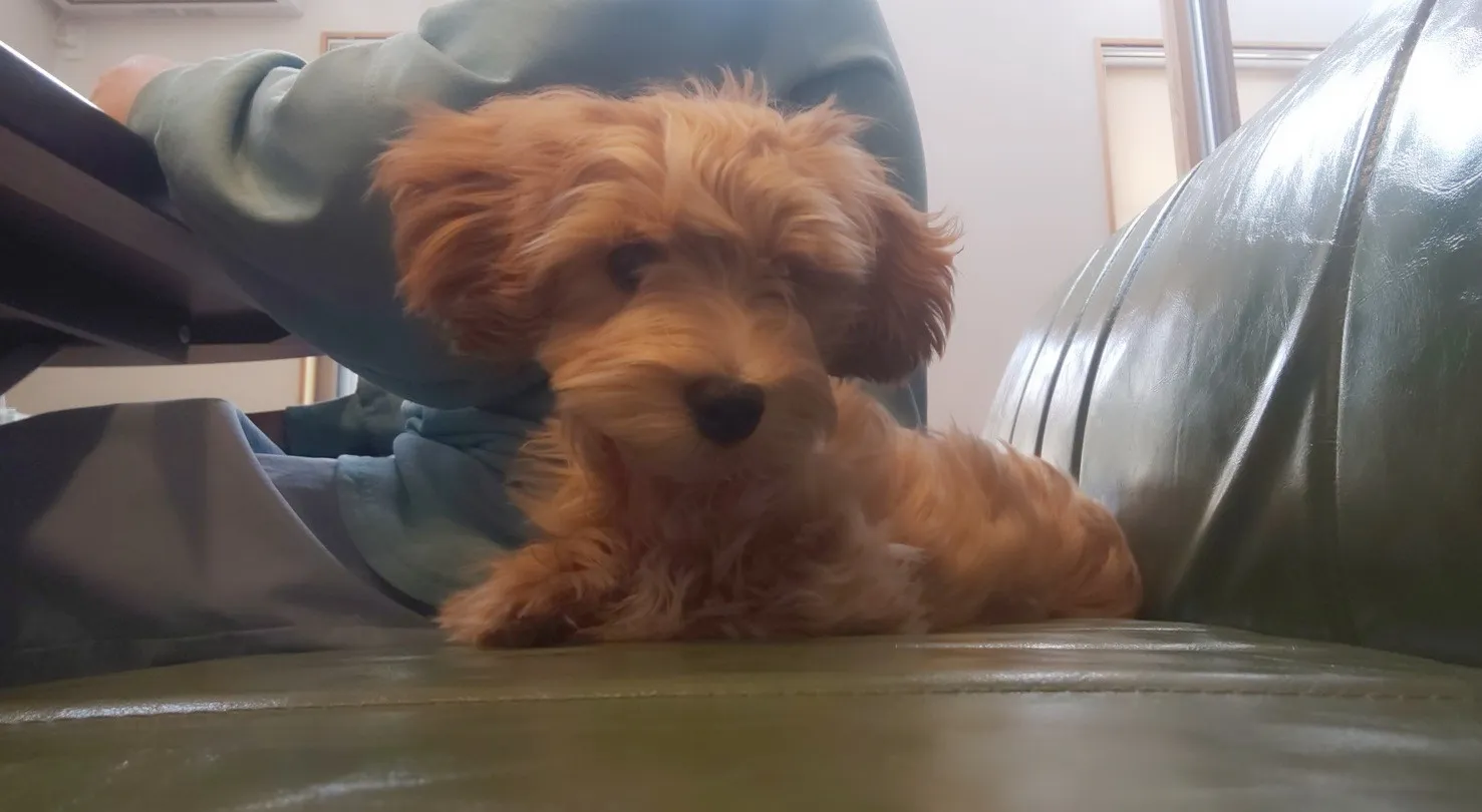 プリンス君イメチェンしました！