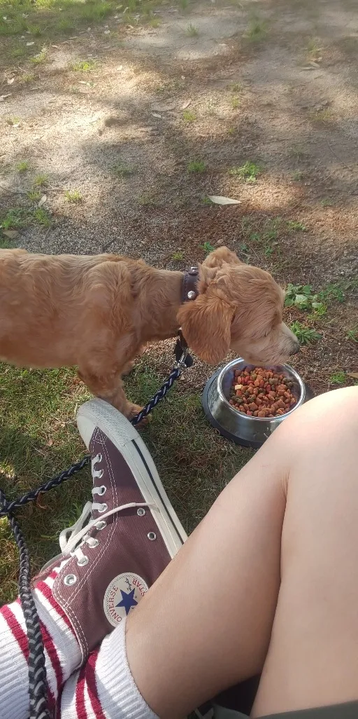 プリンス君とお散歩へ