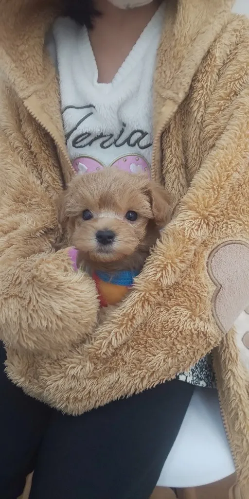 プリンス君1歳になりました🎂